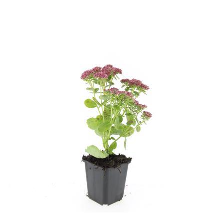 Sedum 'Herbstfreude' – 48 Pflanzen – Winterhart & trockenheitstolerant – Rosa Herbstblüten – Bienenfreundlicher Bodendecker – Beete & Steingärten 