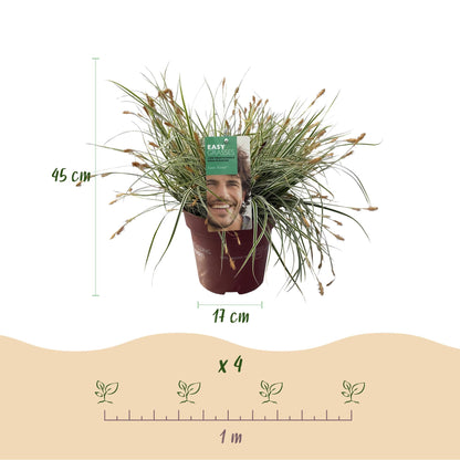 Grünweiße Segge – Carex oshimensis 'Everest' – 4 Pflanzen – Immergrün – Ziergras mit weißem Blattrand – Pflegeleicht – Ø17cm – Höhe ca. 50 cm 