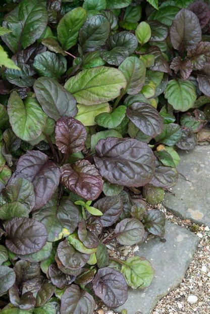 Großblättriger Günsel – Ajuga reptans 'Catlin's Giant' – ↕10-25cm – Ø9cm – 40 Pflanzen – winterharter, robuster Bodendecker