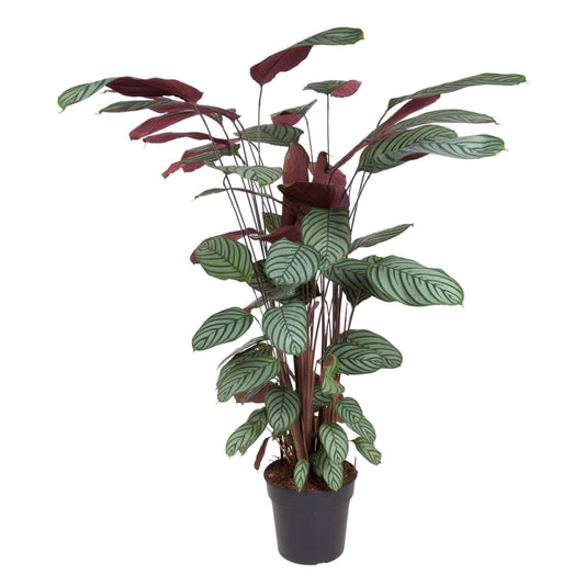 Korbmarante - Calathea Oppenheimiana – Zimmerpflanze – Ø27cm – ↕130cm – Exotisches Blattmuster & violette Unterseite – Pflegeleicht & luftreinigend 