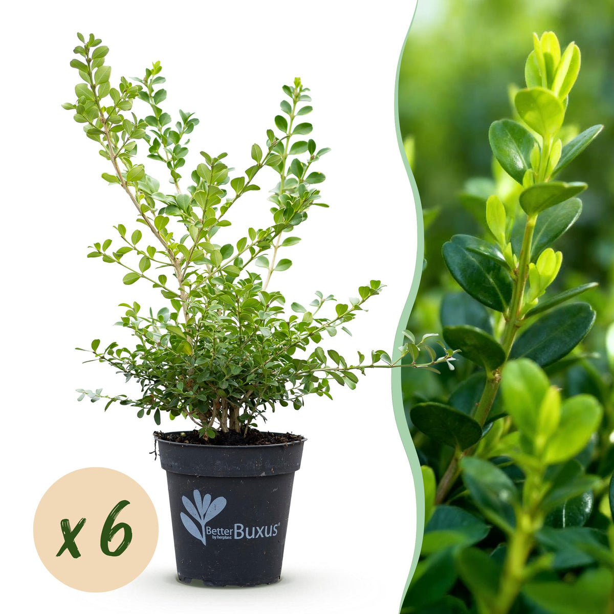 GreenboutiQ - Buxus Hecke - BetterBuxus Babylon Beauty - Resistenz gegen den Buxus-Schimmel - 6 Pflanzen - 1 laufender Meter - Topf 13cm Höhe 30-35 