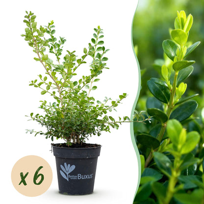GreenboutiQ - Buxus Hecke - BetterBuxus Babylon Beauty - Resistenz gegen den Buxus-Schimmel - 6 Pflanzen - 1 laufender Meter - Topf 13cm Höhe 30-35 