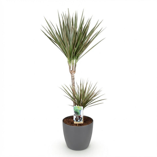 Green boutiQ - Zimmerpflanzen - Dracaena Marginata Bicolor - Drachenbaum - Pflegeleicht - Grün - Braun - 1 Pflanze - mit Potter Grau - Topf 21cm - Höhe 90-100cm 