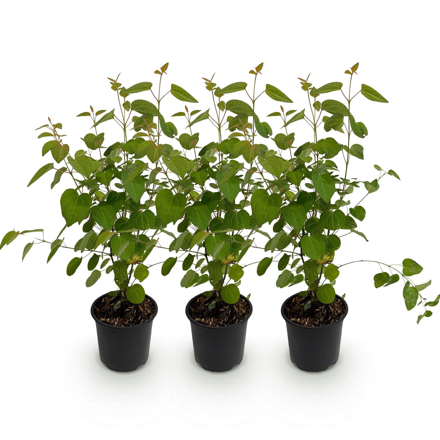 GreenboutiQ - Gartenpflanze - Cercidiphyllum japonicum - Grün 3 Pflanzen - Laubabwerfend - Wenig Pflege - Topf 12cm Höhe 35cm 