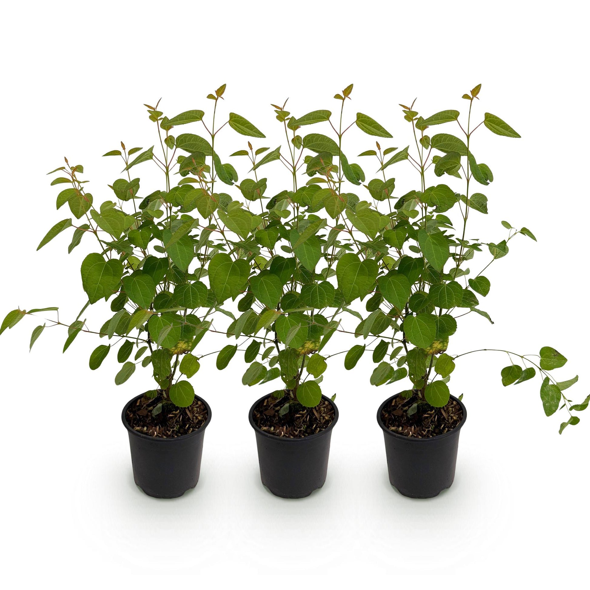 GreenboutiQ - Gartenpflanze - Cercidiphyllum japonicum - Grün 3 Pflanzen - Laubabwerfend - Wenig Pflege - Topf 12cm Höhe 35cm 