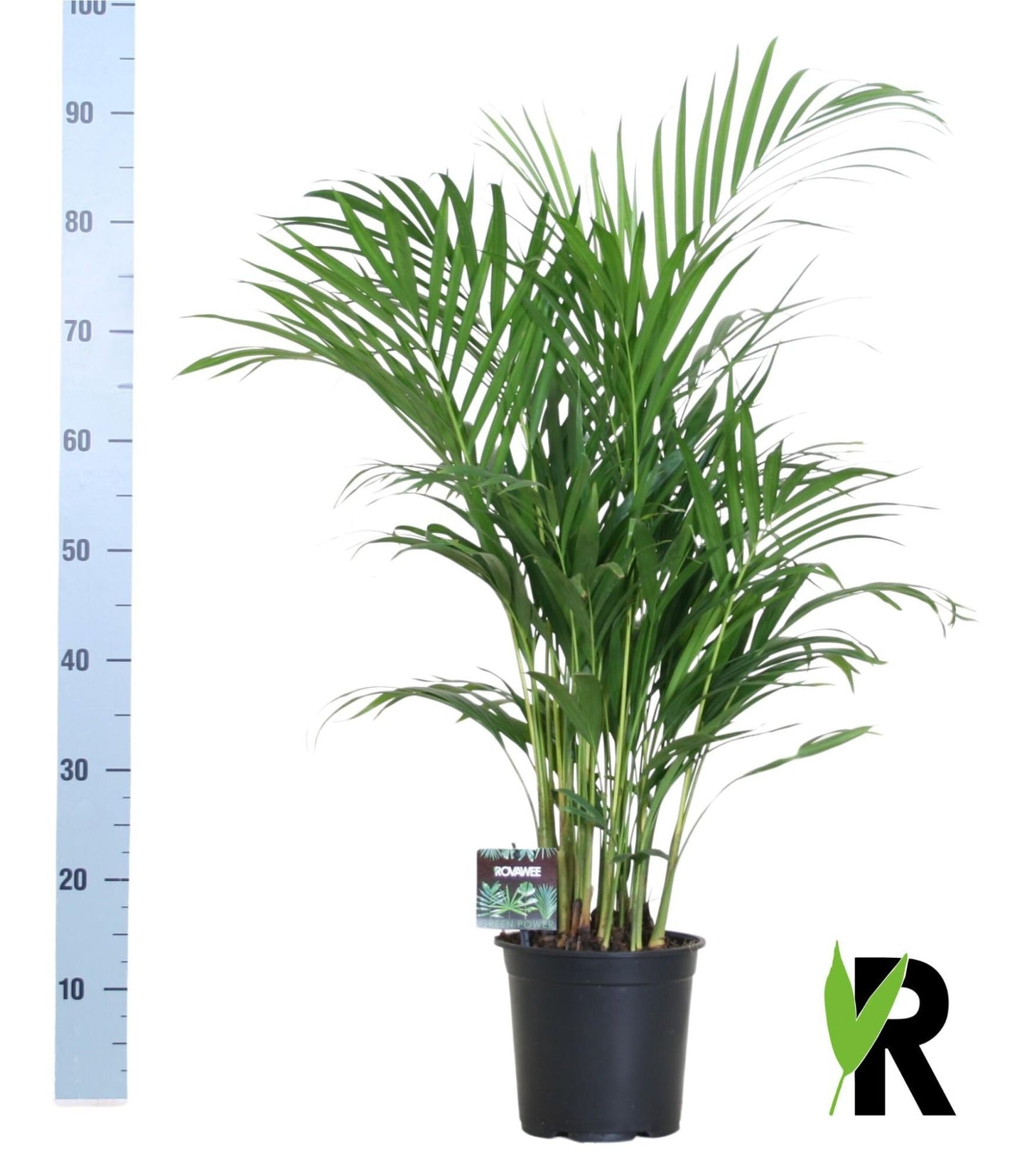 Goldfruchtpalme – Dypsis lutescens – Zimmerpflanze – Luftreinigende Bambuspalme – ca. 100–120 cm hoch – Ø19 cm Topf – Tropisches Raumgrün für Wohnung & Büro 