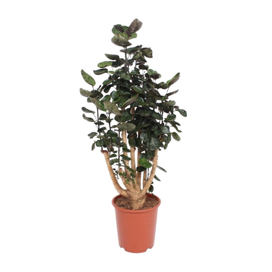 Polyscias Fabian - Ø27cm - ↕130cm 