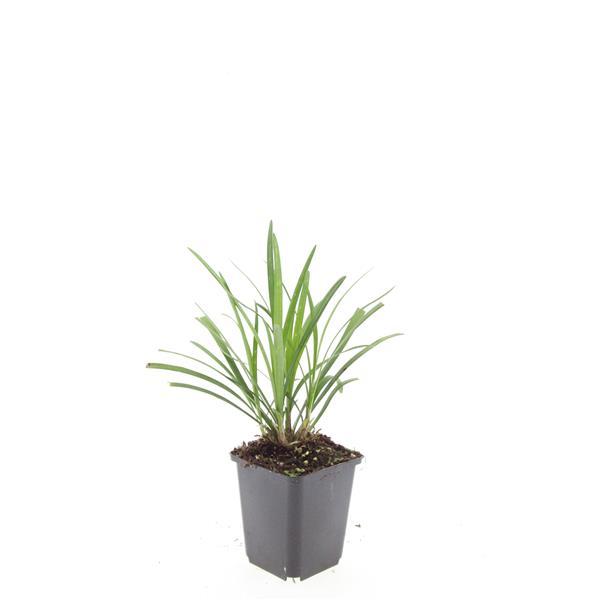 Liriope muscari 'Ingwersen' – Bodendecker – 24 Pflanzen –  Ø9cm – ↕10–25cm – Immergrün & winterhart – Violette Blüte – Für Sonne & Schatten – Pflegeleicht 