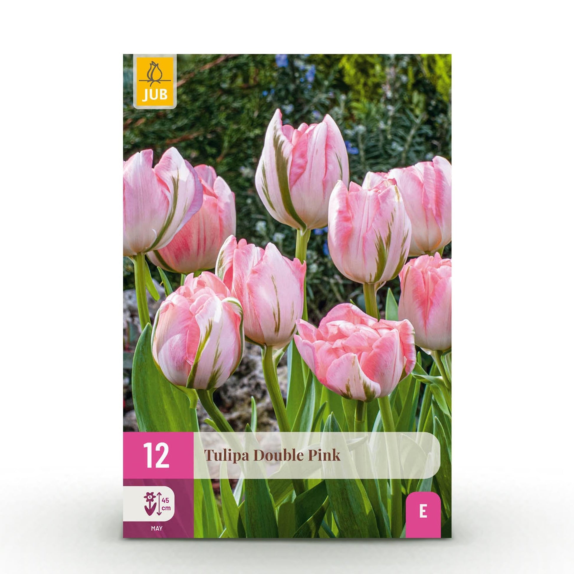 GreenboutiQ - Blumenzwiebeln - Tulp Double Pink - Farbe Rosa - 12 Stück - Zwiebelgröße 11/12 - XXL Pack 