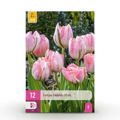 GreenboutiQ - Blumenzwiebeln - Tulp Double Pink - Farbe Rosa - 12 Stück - Zwiebelgröße 11/12 - XXL Pack 
