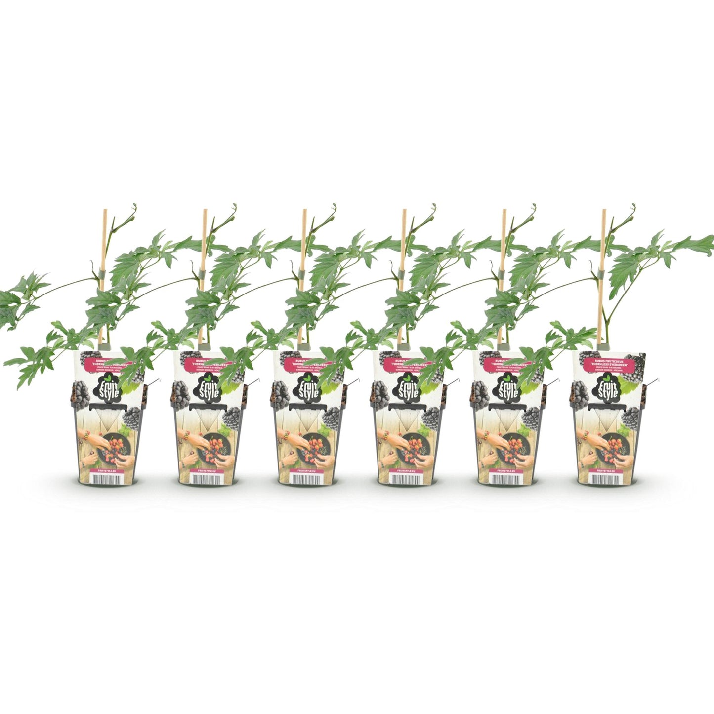 GreenboutiQ - Obstpflanzen - Immergrüne Brombeere - Rubus Thornless Evergreen - Winterhart - 6 Pflanzen - Topf 9 cm - Schwarze Brombeere 