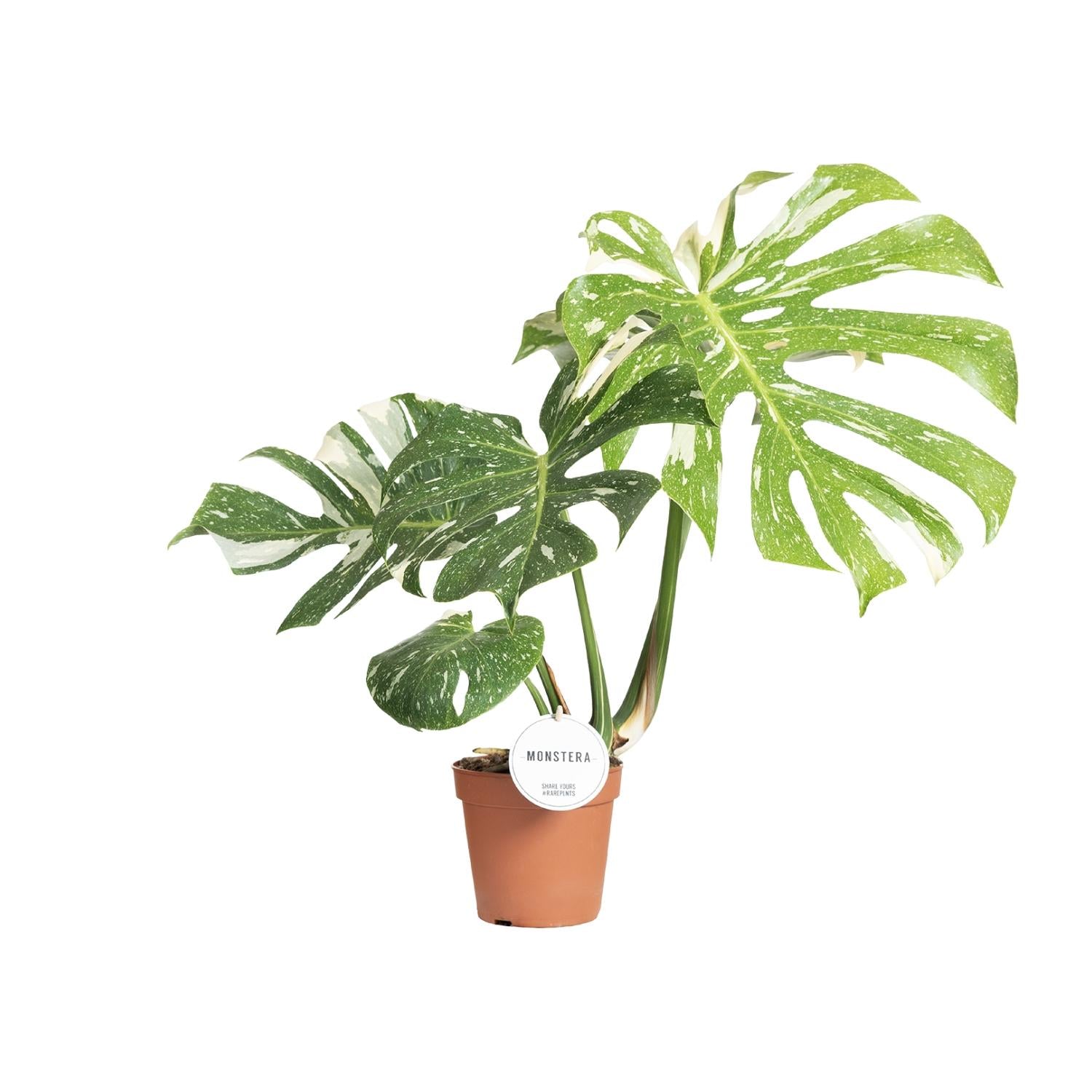 Fensterblatt – Monstera Thai Constellation – Zimmerpflanze – Ø15cm – ↕40–50cm – Seltene Panaschierung & dekorative Blattform – Pflegeleicht & luftreinigend 