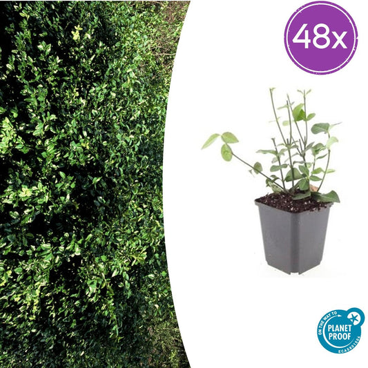 Euonymus fortunei 'Coloratus' – Immergrüner Bodendecker – 48 Pflanzen – Tiefgrünes Laub & Herbstfärbung – Ø9cm – ↕10–25cm – Winterhart & pflegeleicht 