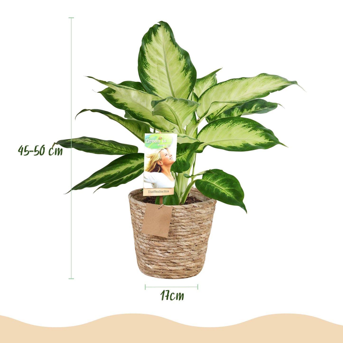 Dieffenbachia Camilla – 2 Pflanzen – 45–50cm – 17cm – Pflegeleichte Zimmerpflanzen mit creme-grün gemusterten Blättern – Dekoratives Pflanzenset inkl. Korb für moderne Innenräume 
