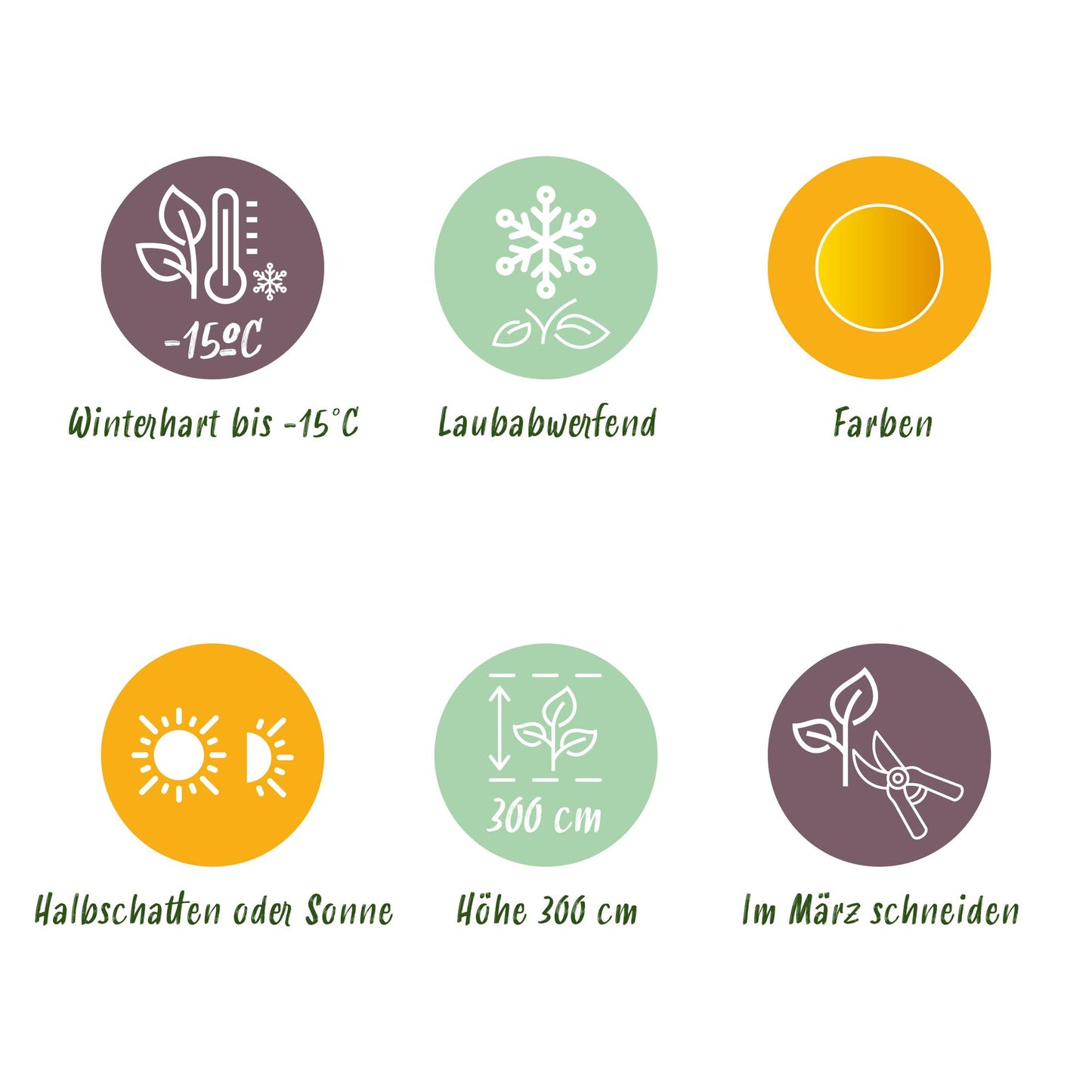 Green boutiQ - Gartenpflanze - Acer palmatum Summergold - Japanischer Ahorn - Laubabwerfend - Gelb - 1 - Topf 26cm - Höhe 90cm 