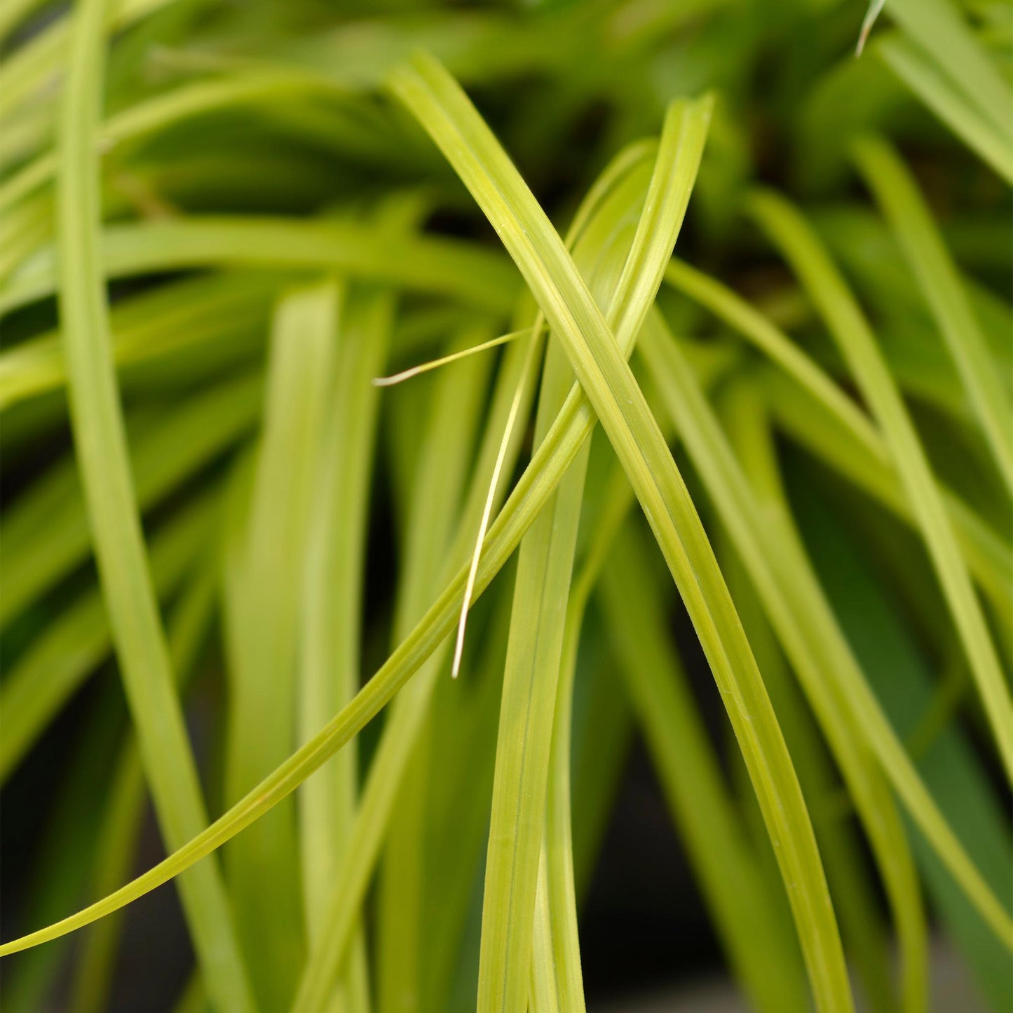 Japansegge - Ziergras - Carex oshimensis Everillo - Gelb - 4 Pflanzen - Immergrün - Wenig Pflege - Topf 17cm Höhe 50cm