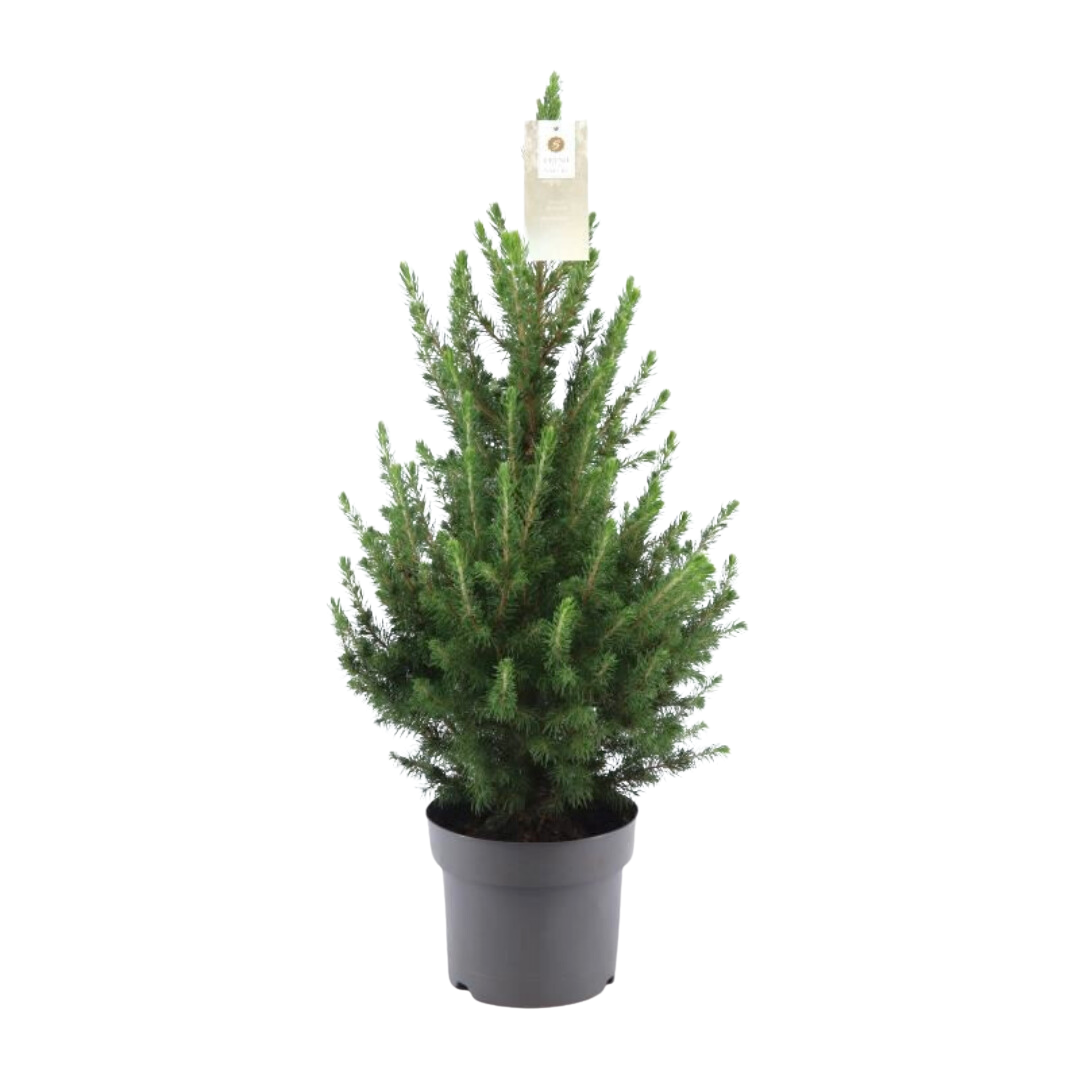 Kleiner Weihnachtsbaum – 70 cm – Picea Glauca Conica 