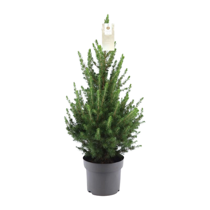 Kleiner Weihnachtsbaum – 70 cm – Picea Glauca Conica 