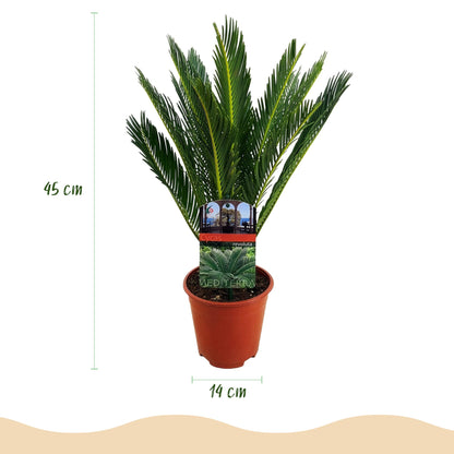 Green boutiQ - Zimmerpflanze - Cycas revoluta - Palmenfarn - Wenig Pflege - Grün - 2 - Topf 14cm - Höhe 45cm 