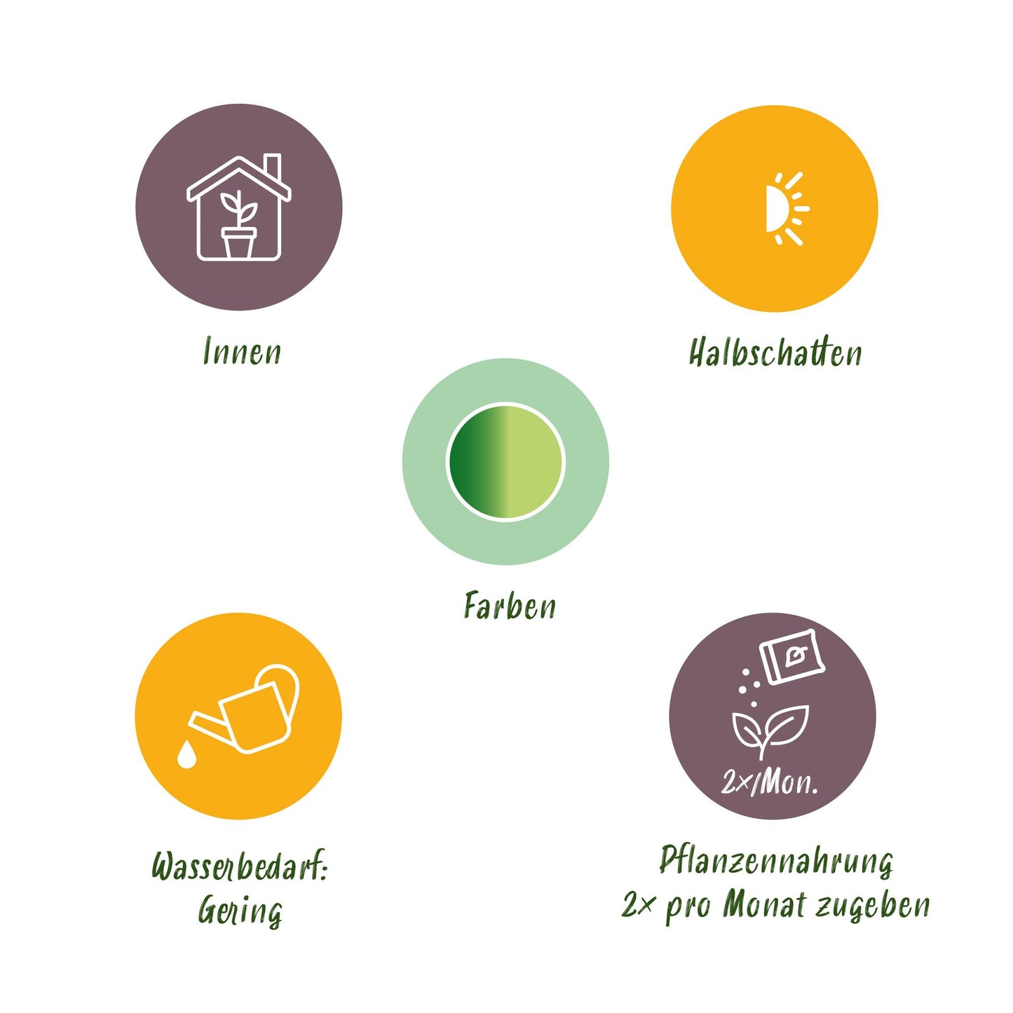 Green boutiQ - Zimmerpflanzen - Dracaena fragrans Golden Coast - Drachenbaum - Wenig Pflege - mit Korb - Bunt - 1 Pflanze - Topf 17cm - Höhe 50-55cm 