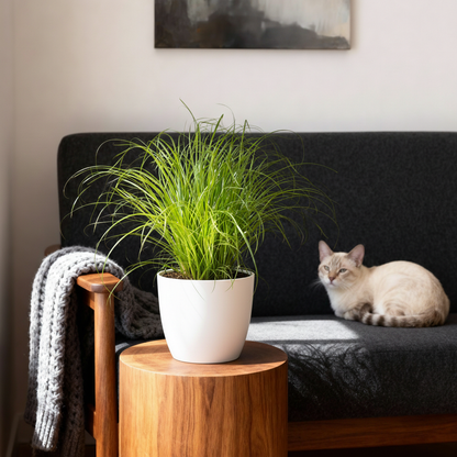 Green boutiQ - Zimmerpflanze - Cyperus alternifolius Zumula - Katzenpflanze - Haustierfreundliche Pflanze - Grün - 4 Pflanzen - mit Potter Weiß - Topf 12cm - Höhe 20cm 