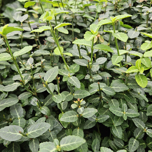 Immergrüne Kriechspindel – Euonymus fortunei radicans – ↑10-25cm – Ø9cm – 60 Pflanzen – Bodendecker, winterhart & pflegeleicht – Schattengarten & Kletterpflanze