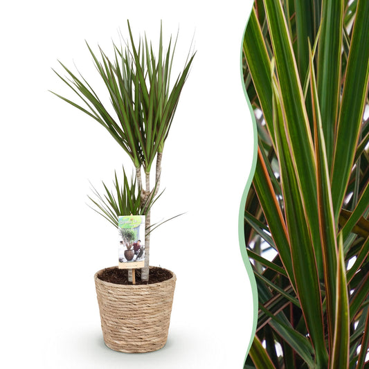 Green boutiQ - Zimmerpflanzen - Dracaena Marginata - Drachenbaum - Wenig Pflege - mit Korb - Grün - 1 Pflanze - Topf 17cm - Höhe 70-80cm 