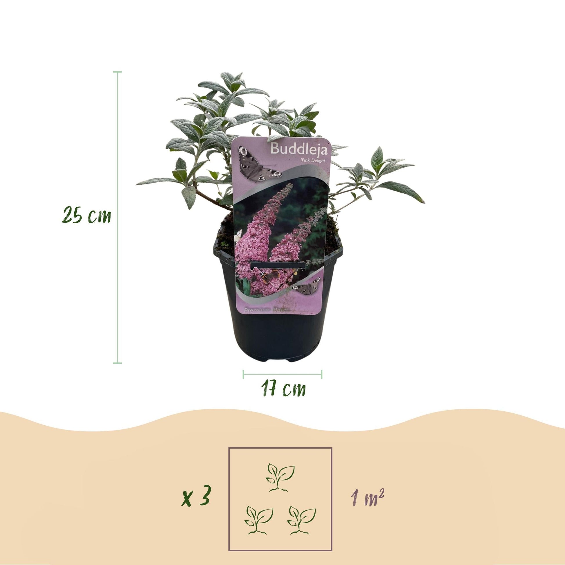 Schmetterlingsstrauch Buddleja davidii Pink Delight – Rosa Blüten – Schmetterlingsfreundlich – Laubabwerfend – 17 cm x H25 cm – Pflegeleicht 