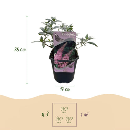 Schmetterlingsstrauch Buddleja davidii Pink Delight – Rosa Blüten – Schmetterlingsfreundlich – Laubabwerfend – 17 cm x H25 cm – Pflegeleicht 