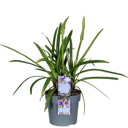 Schmuck-Lilie - Agapanthus 'Poppin Purple' - Ø19cm - ↕30cm