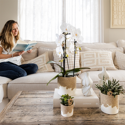 Kolibri Orchids | Weiße Niagara Falls Orchidee + Bloom sand Übertopf – Topfgröße Ø12cm | blühende Zimmerpflanze – frisch vom Züchter 