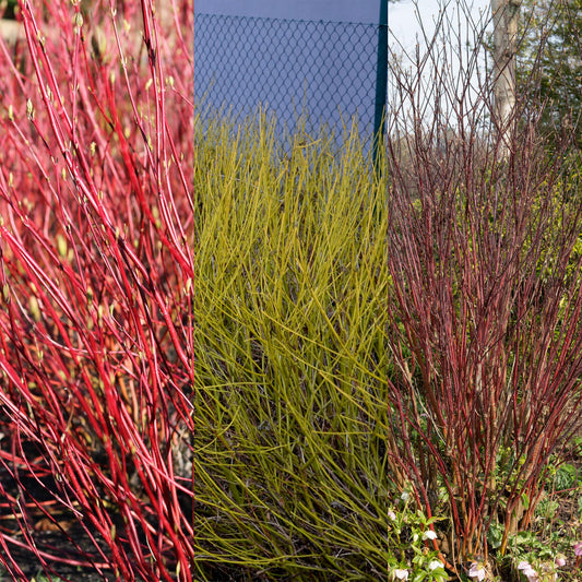 GreenboutiQ - Sträucher - Cornus alba Tricolour - Kombination aus Roten, Grünen und Lila Zweigen - 3 Pflanzen - Laubabwerfend - Wenig Pflege - Topf 17cm Höhe 45cm 