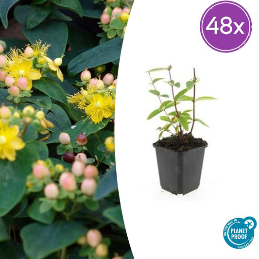 Hypericum inodorum 'Annebel' – 48 Pflanzen – ↕10-25 cm – Ø9 cm – Gelber Sommerblüher – Pflegeleichter, winterharter Strauch 