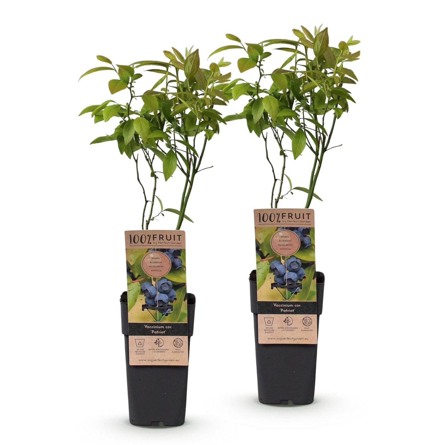 Green boutiQ - Fruit Plant - Vaccinium corymbosum Patriot - Blueberry - Hardy - Blue Berry - 2 Plants - Pot 15cm - Height 50cm 