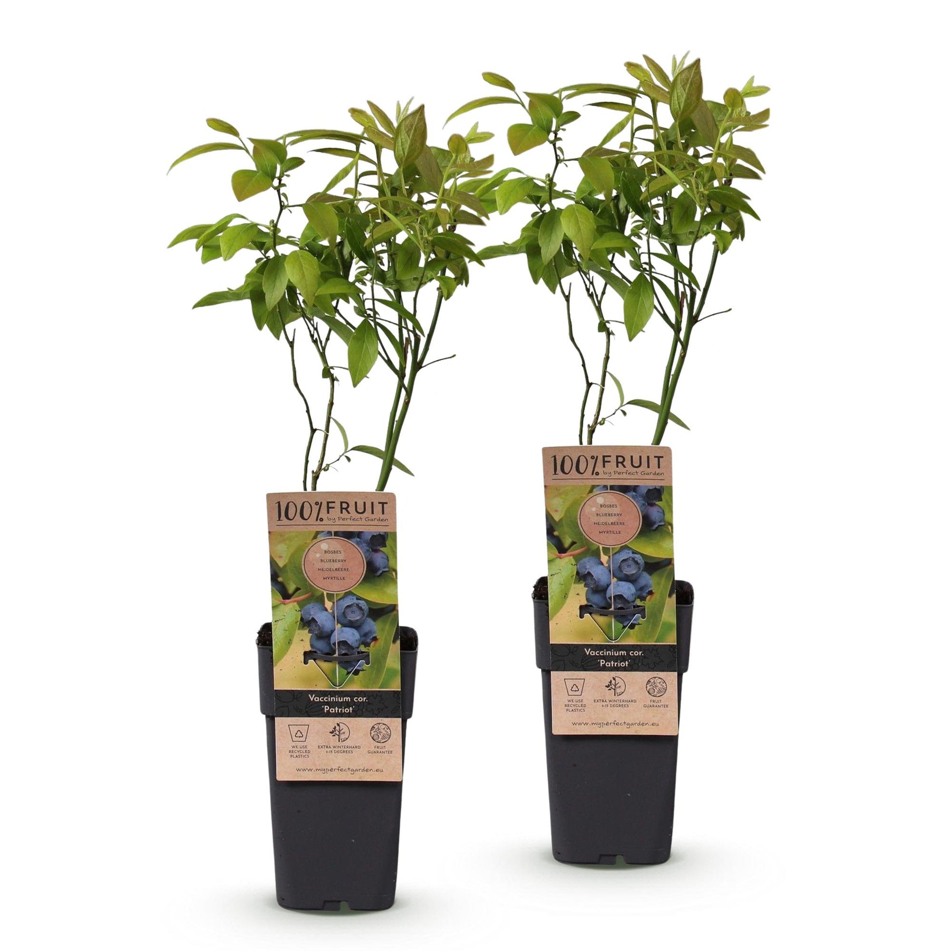 Green boutiQ - Fruit Plant - Vaccinium corymbosum Patriot - Blueberry - Hardy - Blue Berry - 2 Plants - Pot 15cm - Height 50cm 