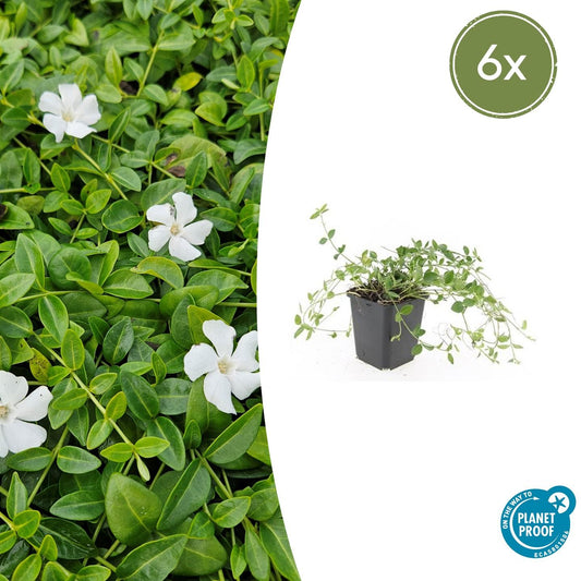 Kleines Immergrün Vinca minor 'Gertrude Jekyll' – ↕10-25cm – Ø9cm – 6 Pflanzen – Weiße Blüten – Immergrüner Bodendecker – Schattentauglich & pflegeleicht
