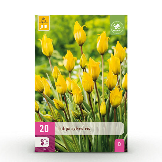 GreenboutiQ - Blumenzwiebeln - Tulp Sylvestris - Farbe Gelb - 20 Stück - Zwiebelgröße 5/6 - XXL Pack 