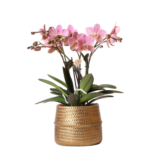 Phalaenopsis Orchidee Rosa Treviso – 4 Blütenzweige – Zimmerpflanze im goldenen Groove-Topf Ø12cm – Höhe 35cm – Exotische Blütenpracht