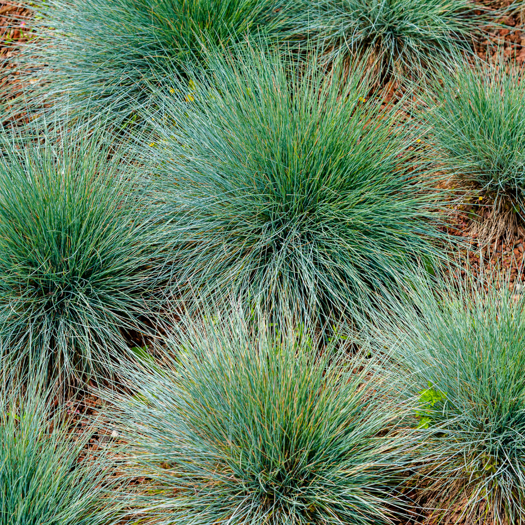 Festuca gautieri Zierschwingel – 48 Pflanzen – Ø9cm – Höhe 10-25cm – Immergrünes Ziergras – Pflegeleicht & Trockenheitsverträglich – Für Beet, Steingarten & Bodendecker