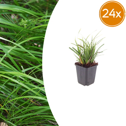 Japan-Segge Carex morrowii – 24 Pflanzen – Immergrünes Ziergras für Schatten & Halbschatten – Bodendecker für Beet & Garten – 10-25cm – Ø9cm – Winterhart & pflegeleicht