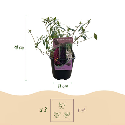 Schmetterlingsstrauch Buddleja davidii Tricolour – 3 Pflanzen – 1 m² – Blüten Rosa, Weiß & Lila – Schmetterlingsanlockend – 17 cm x H30 cm – Pflegeleicht & Bienenfreundlich 