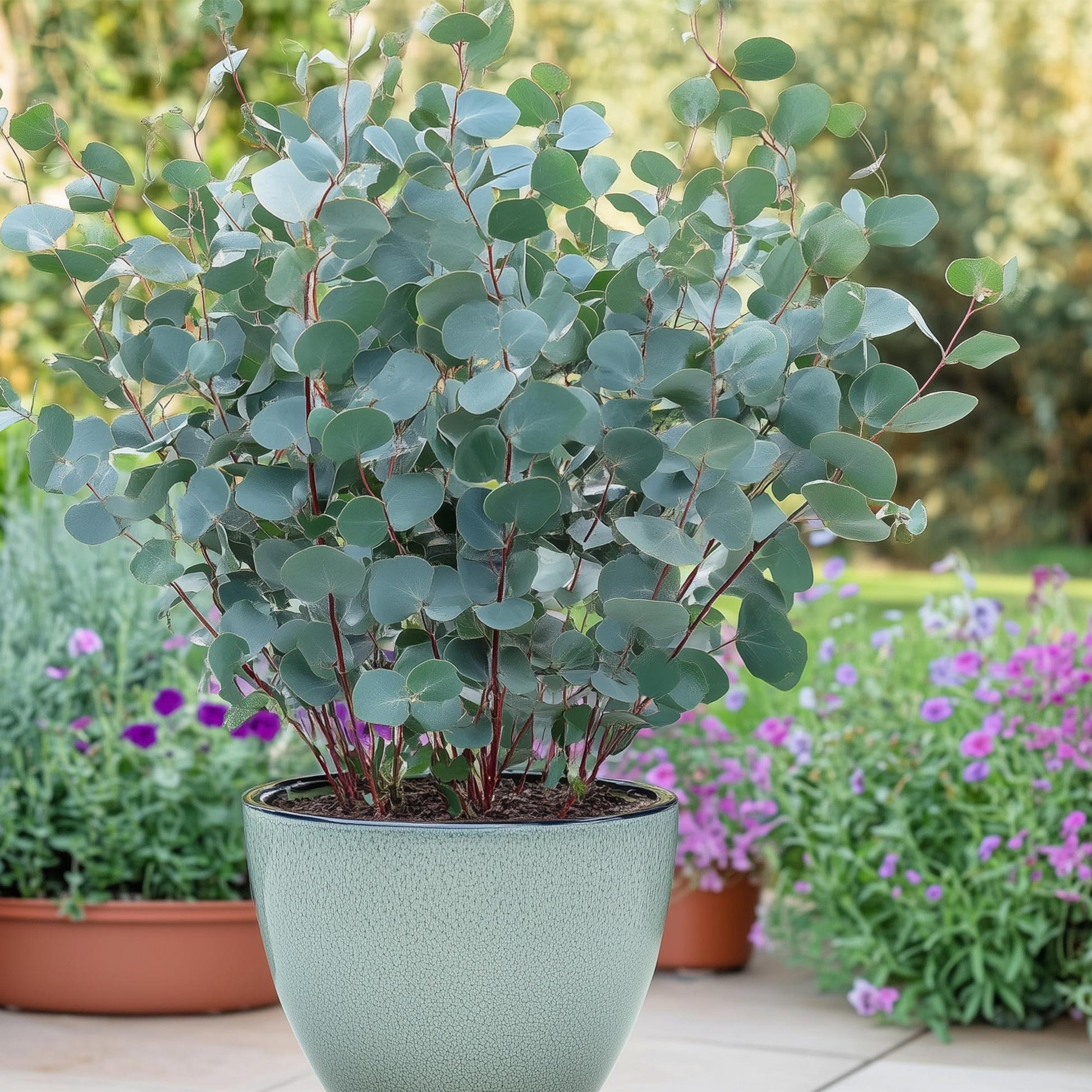 Eukalyptusbaum - Eukalyptus gunnii - Grau - 4 Pflanzen - Terrassenpflanze - Winterhart - Topf 14cm Höhe 30cm 
