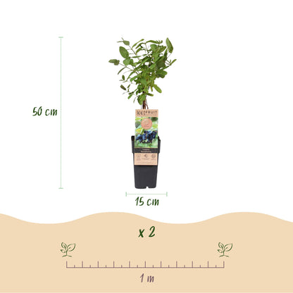 Blaubeere - Honigbeere - Lonicera caerulea Kamchatika - Obstpflanze - 2 Pflanzen - Topf 15cm Höhe 50cm
