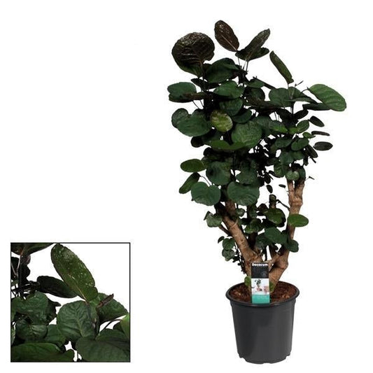 Polyscias Fabian – Zimmerpflanze – Ø21cm – ↕95cm Höhe – Großblättriges, tropisches Laub – Pflegeleicht & dekorativ 