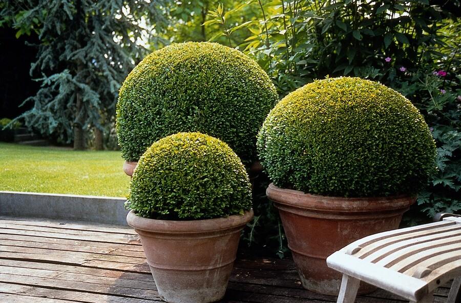 Gewöhnlicher Buchsbaum - Buxus Sempervirens - ↕10-25cm - Ø9cm - 6 Stück 