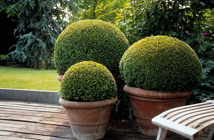 Gewöhnlicher Buchsbaum - Buxus Sempervirens - ↕10-25cm - Ø9cm - 6 Stück 