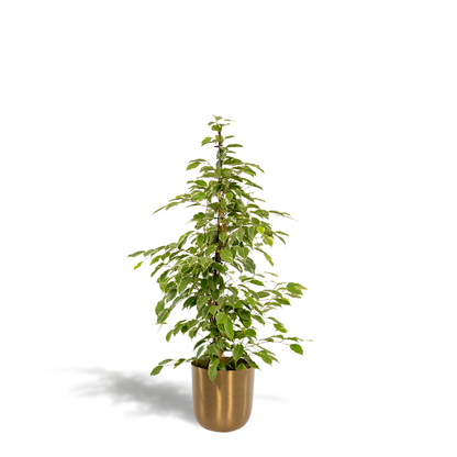 Ficus benjamina Goldenking - Ø21cm - ↕95cm + Topf Mayk Gold 
