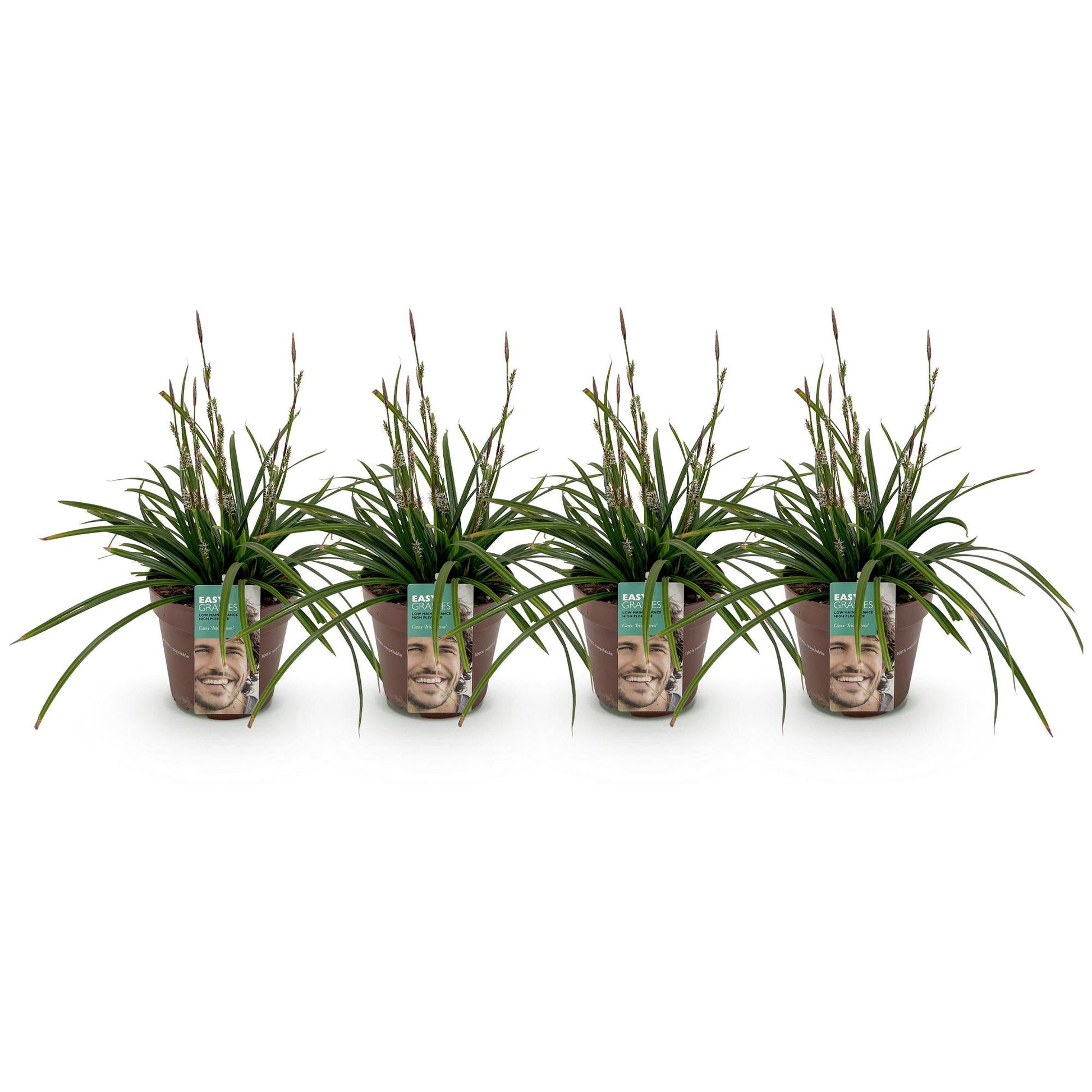 Japan-Segge  - Ziergras - Carex morrowii Irish Green - Grün & Gelb - 4 Pflanzen - Immergrün - Pflegeleicht - 17cm Höhe 50cm 