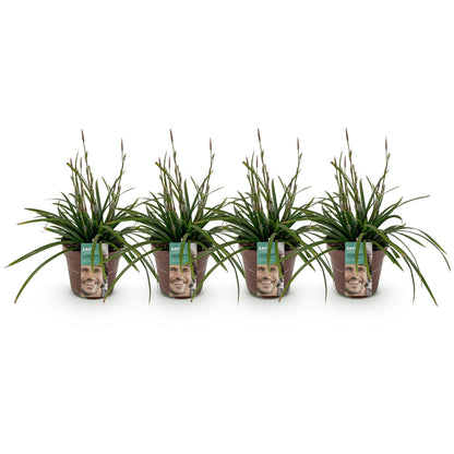 Japan-Segge  - Ziergras - Carex morrowii Irish Green - Grün & Gelb - 4 Pflanzen - Immergrün - Pflegeleicht - 17cm Höhe 50cm 