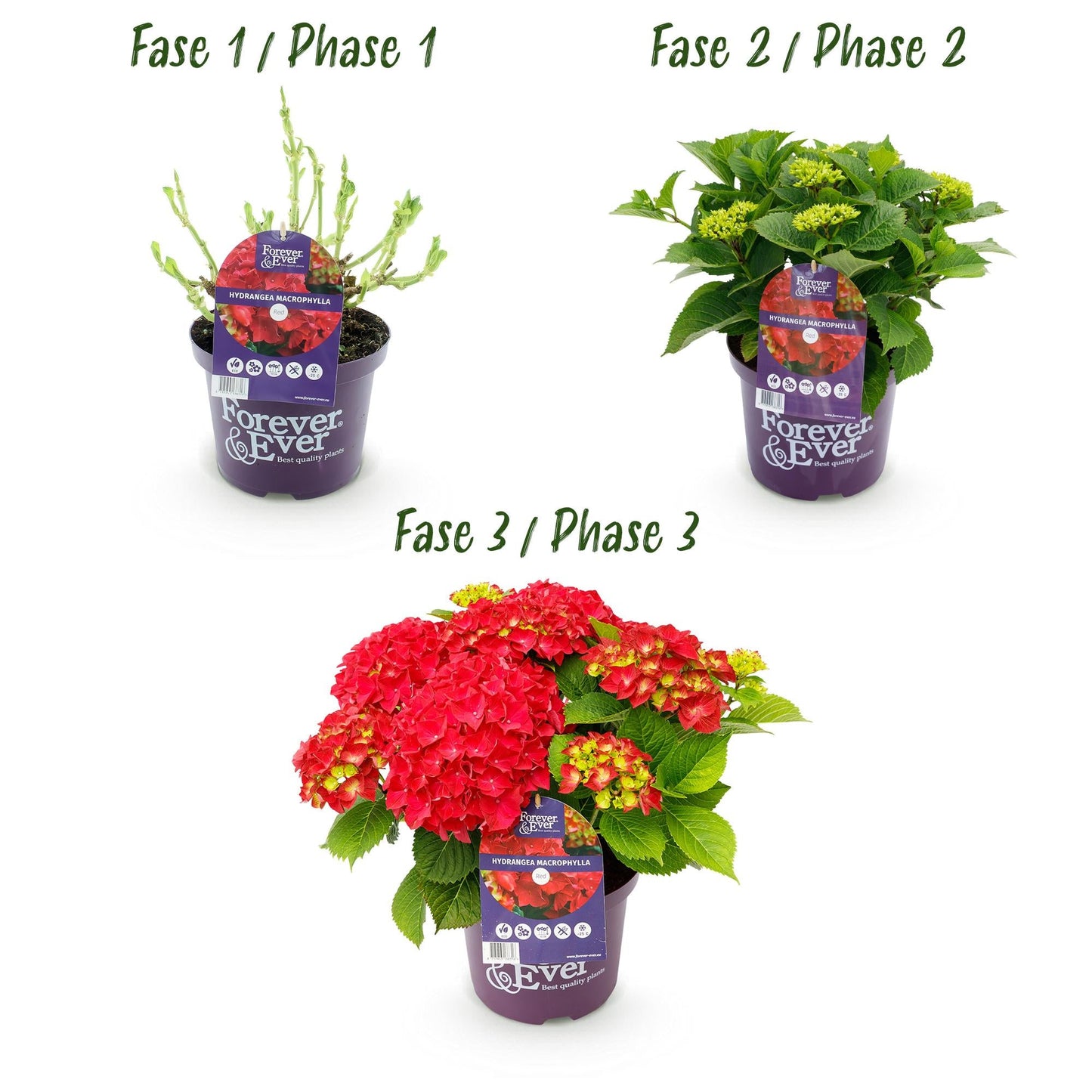 Hortensie Forever & Ever – Rot – 2 Pflanzen – Hydrangea macrophylla – Je im 23 cm Topf – Ca. 55 cm hoch – 7–12 Blüten – Langanhaltende Blüte – Für Beet, Balkon & Terrasse 